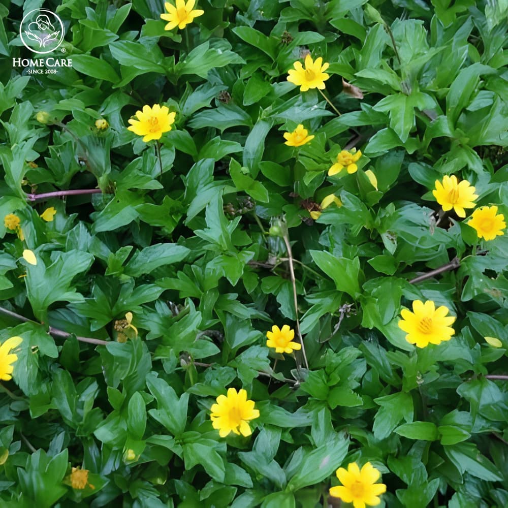 Tắm bé bằng lá sài đất