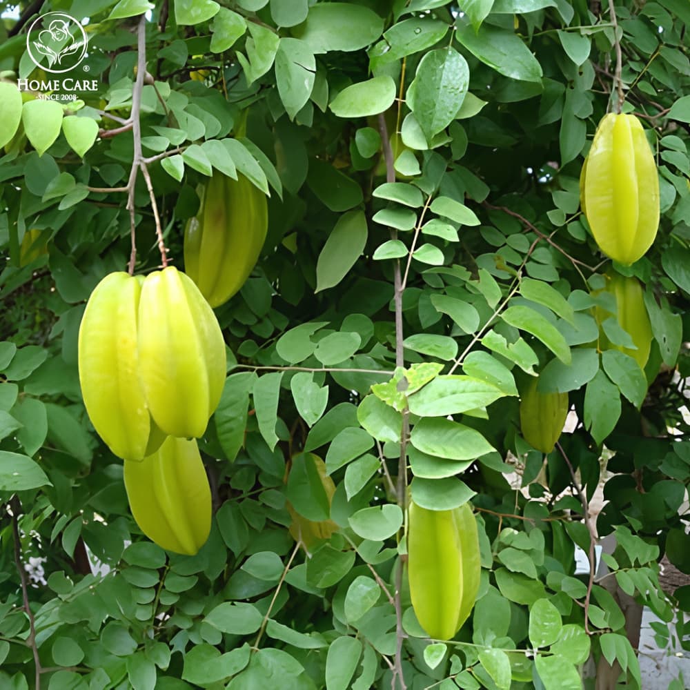 Tắm bé bằng lá sài đất