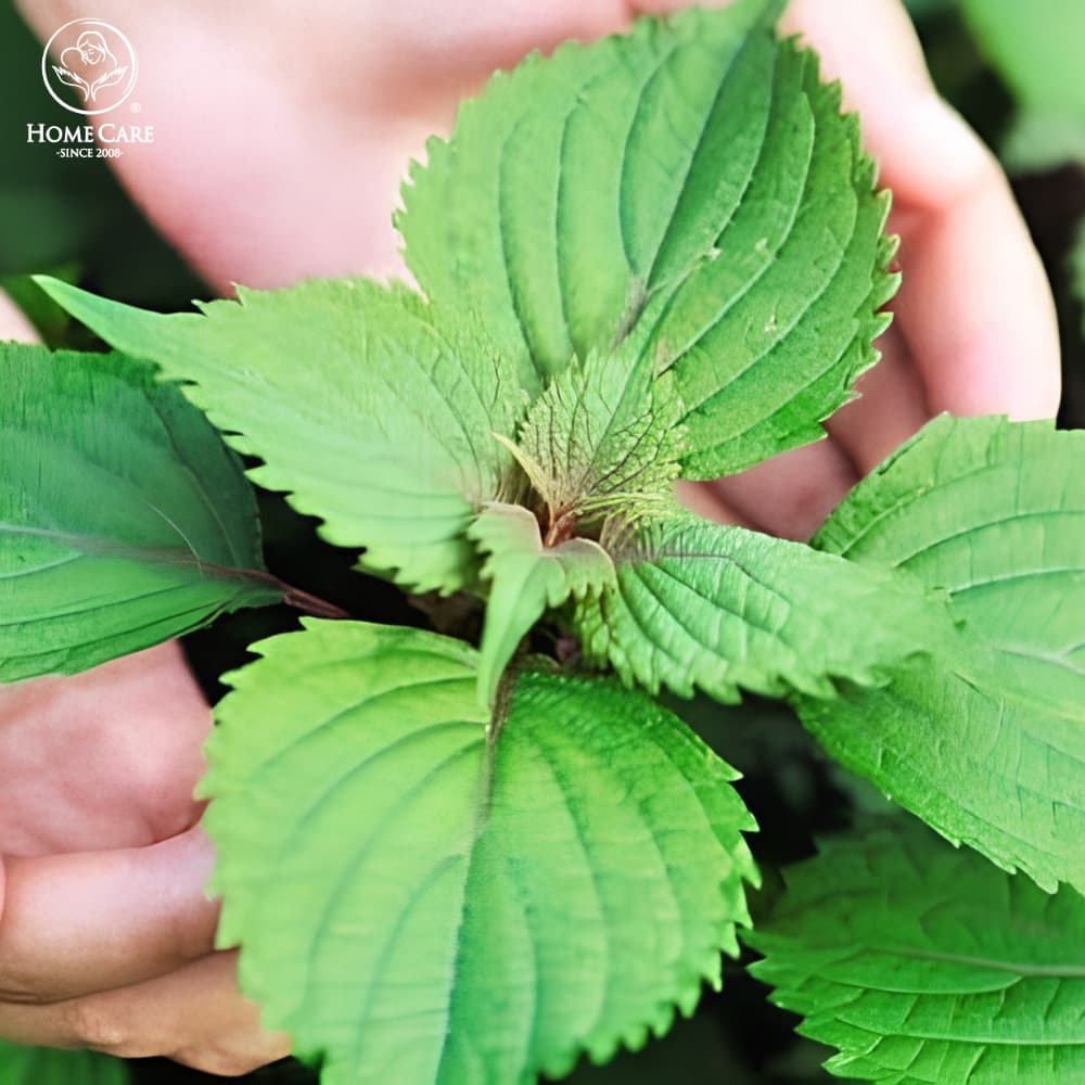 Tắm bé bằng lá kinh giới
