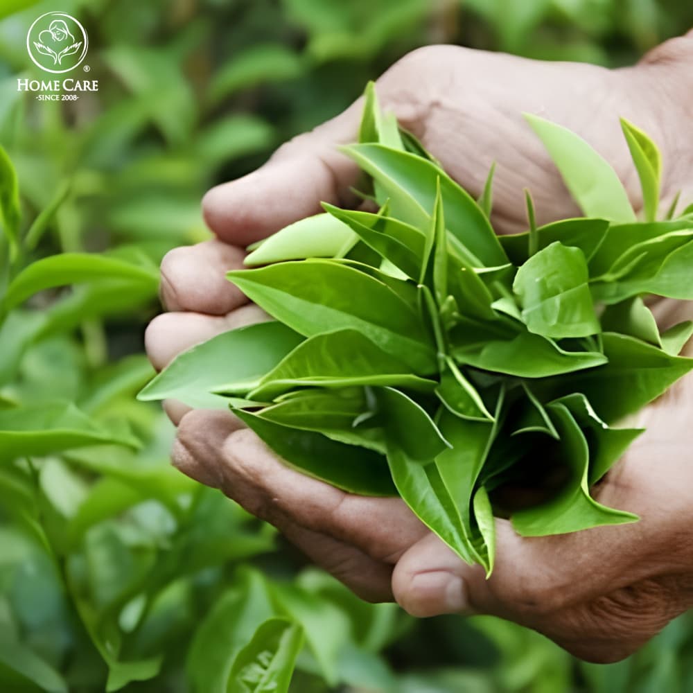 Tắm bé bằng lá trà xanh
