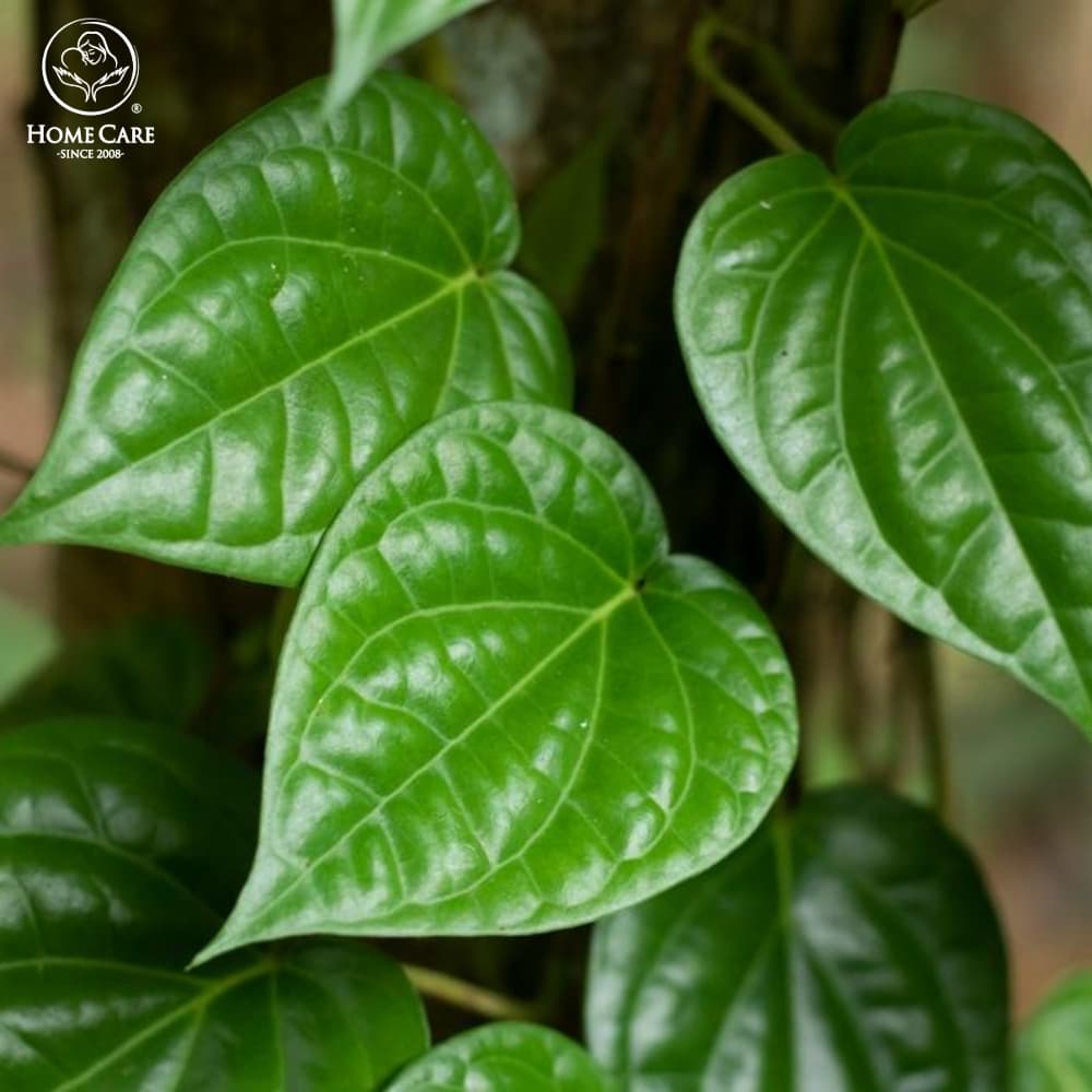 Tắm bé bằng lá trầu không